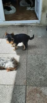 Chiots Yorkshire Terrier Lof 